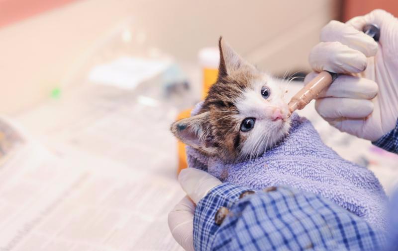 Bottle feeding a kitten