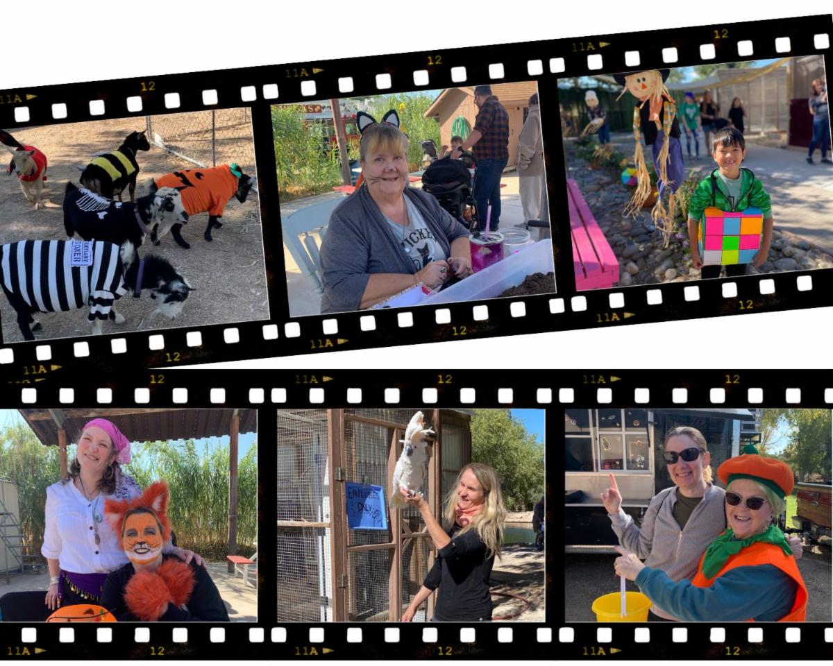 Fall Festival memories