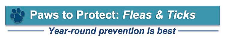 Picture of Flea and Tick Preventative Specials and Adopt a Shelter Cat Month ...