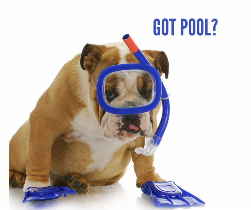 Мопс на море. Собака в ластах. Надувной круг для собак. Собака в ластах. Собака серфер.