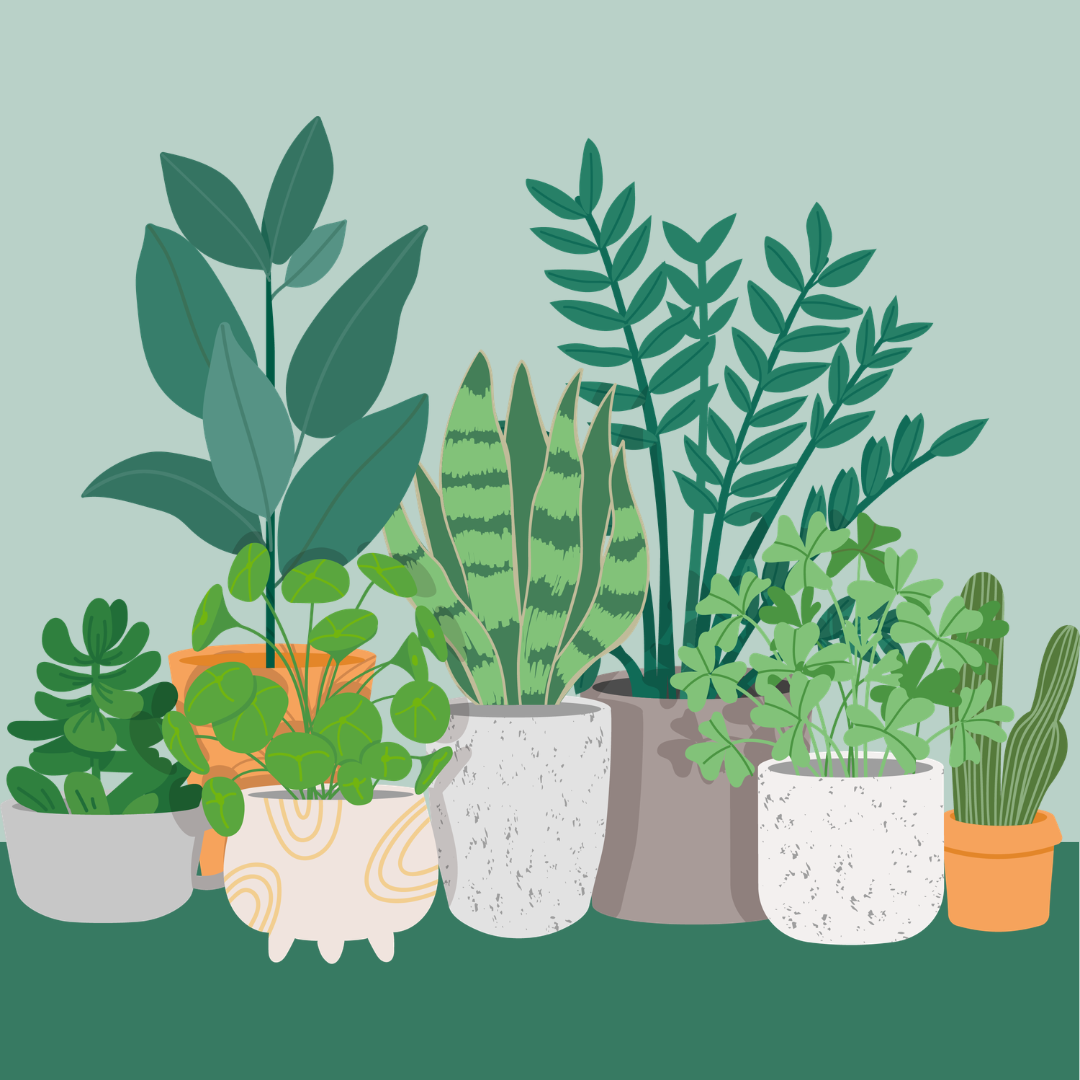 assortment of potted plants