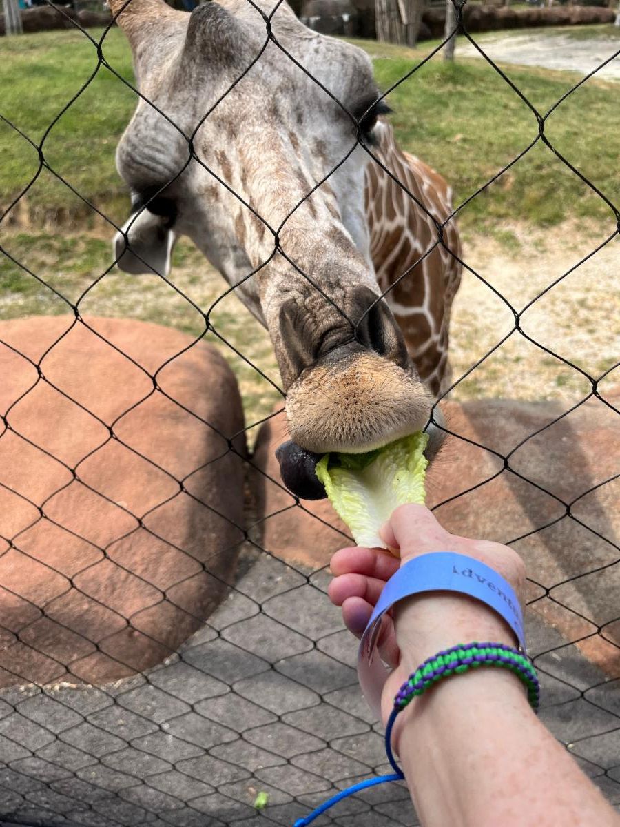 Giraffe eating a lettuce leaf