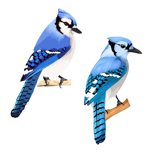 Two Blue jay bird vector