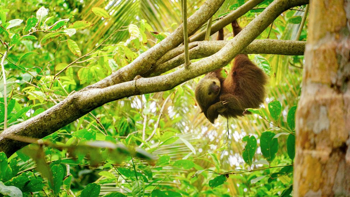 Sloth2C20Costa20Rica.jpg
