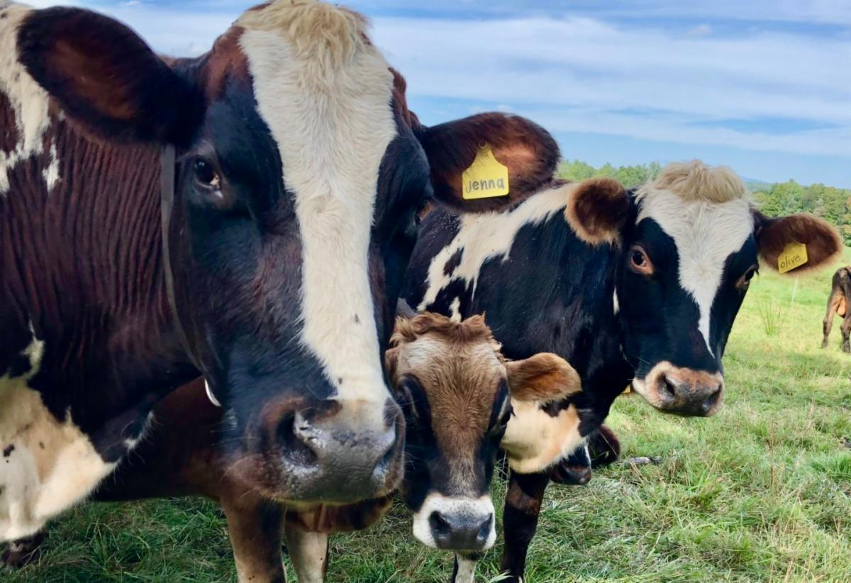 2022 Wayland Winter Farmers' Market Preview