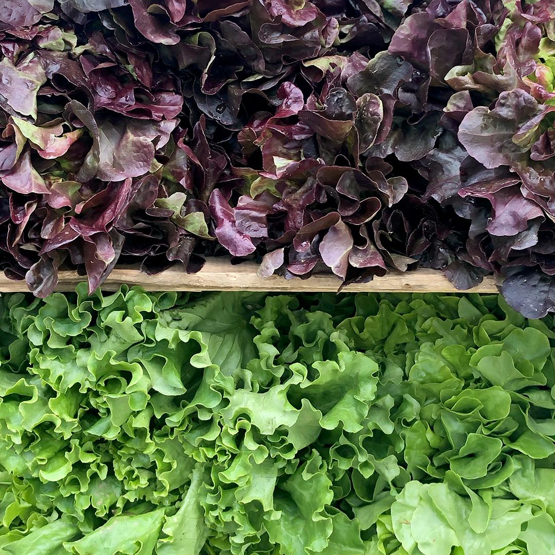 fresh lettuce from red fire farm at the wayland summer farmers market