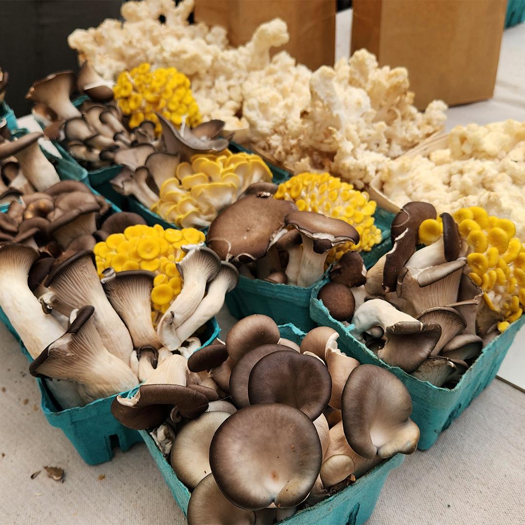 AT WAYLAND WINTER FARMERS MARKET, MYCOTERRA FARMS