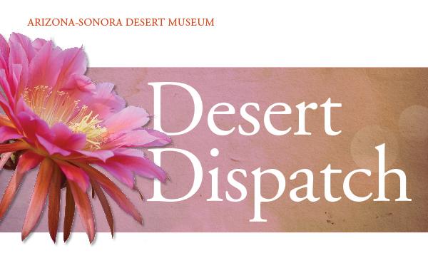 The Desert Dispatch