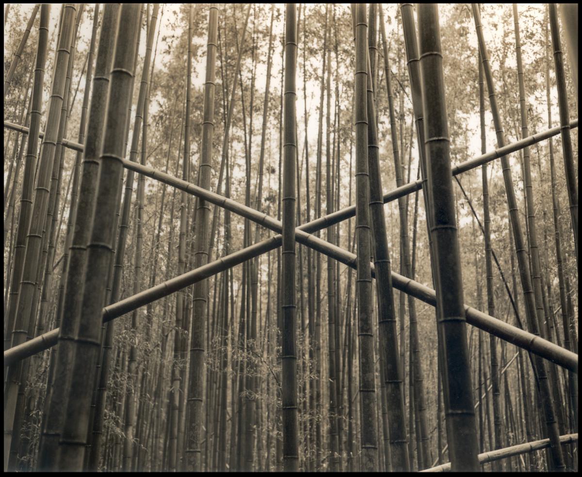 Bamboo_Grove_1.JPG