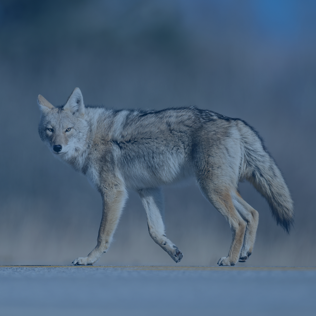 Image of an adult coyote walking