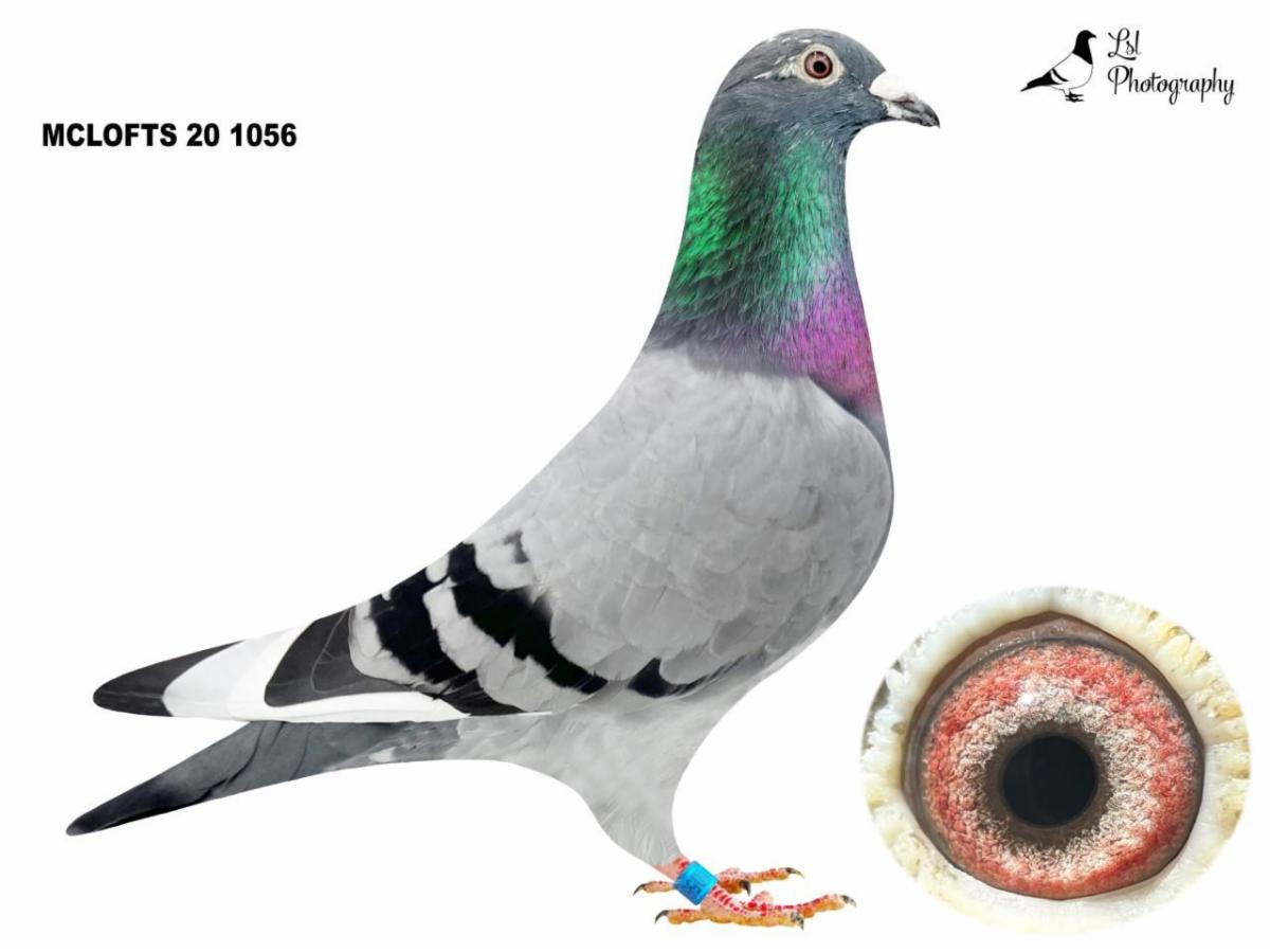 McLaughlin Lofts Grainbelt Auction!