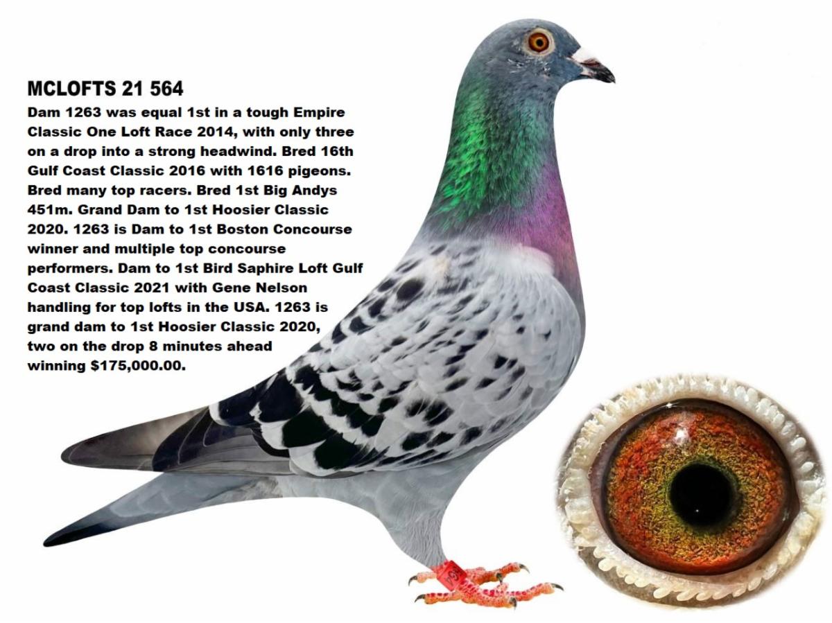 McLaughlin Lofts Grainbelt Auction!