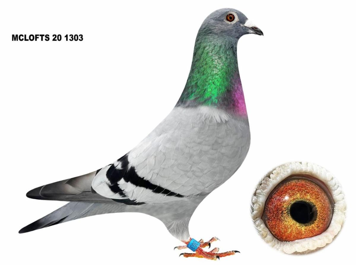 McLaughlin Lofts Grainbelt Auction!