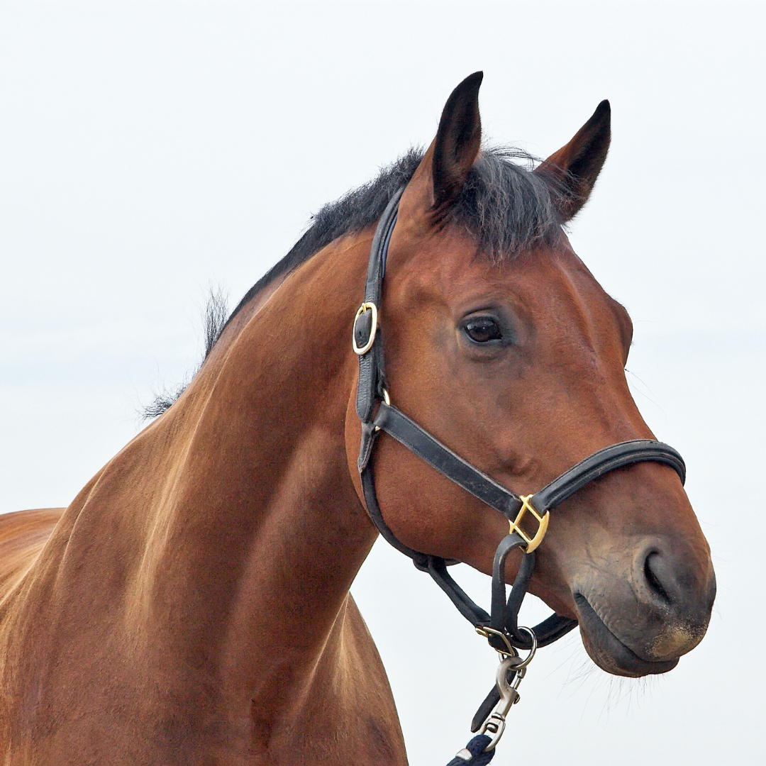 horse head with bridle