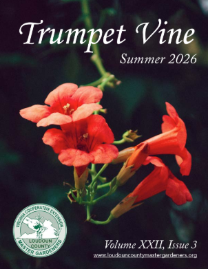 trumpet vine summer 2026, volume xxii, issue 3