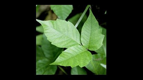 poison ivy