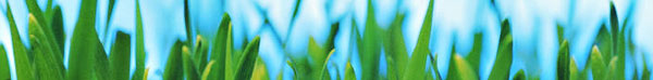 grass-blades-banner.jpg