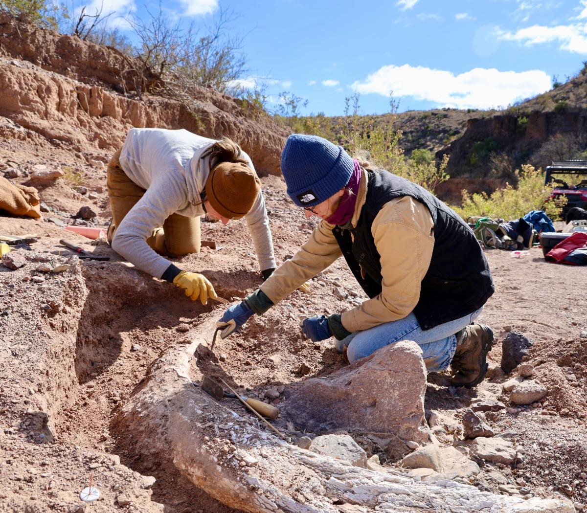 University of Kansas graduate student Haley Bjorklund and CBBS Archaeologist Erika Blecha work carefully to uncover a mammoth tusk recently discovered in West Texas.