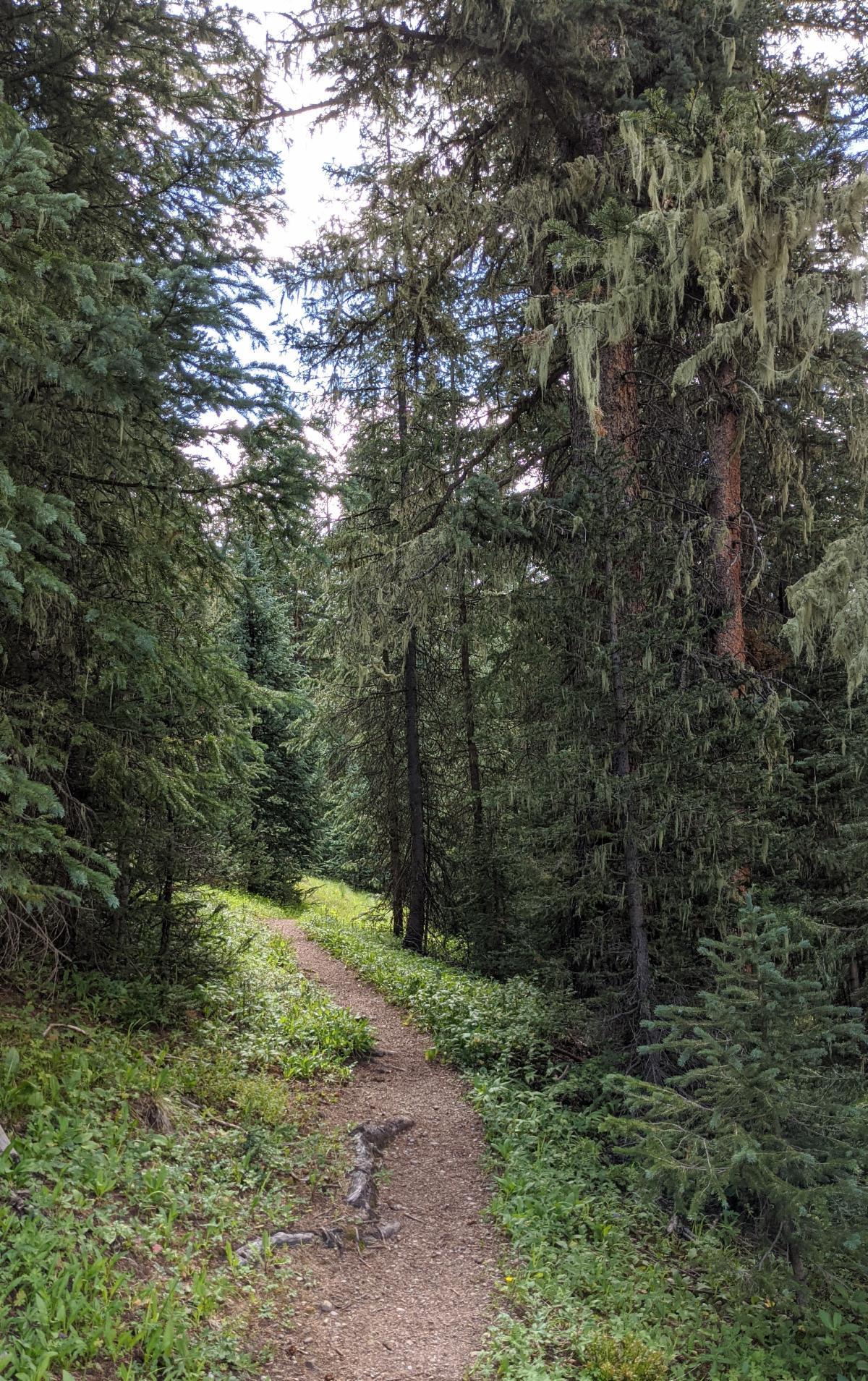 Path in Woods