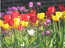 tulips