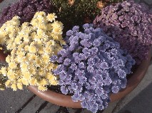 Fall Flowers