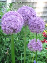Purple Flowers