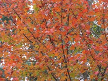 leaves
