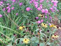 fall flowers