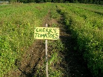 Tomatoes