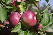 red apple