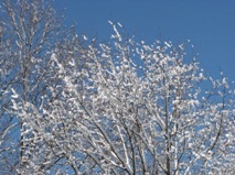 Winter1