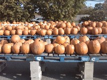 Pumpkins