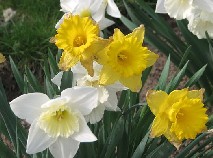 daffodils