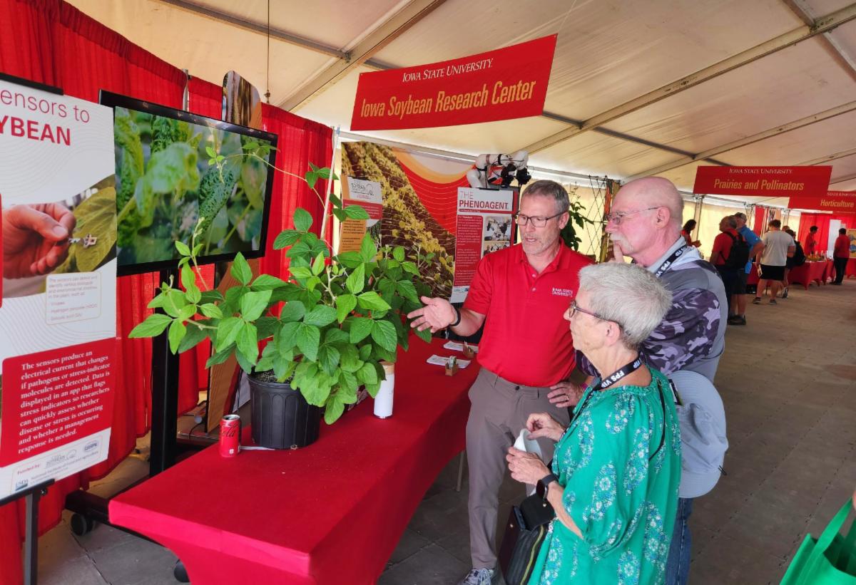 People looking at a soybean plant.