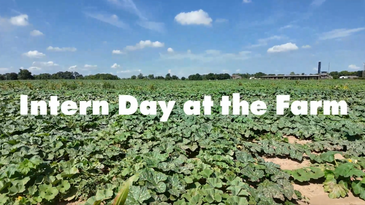 Intern Day on the Farm
