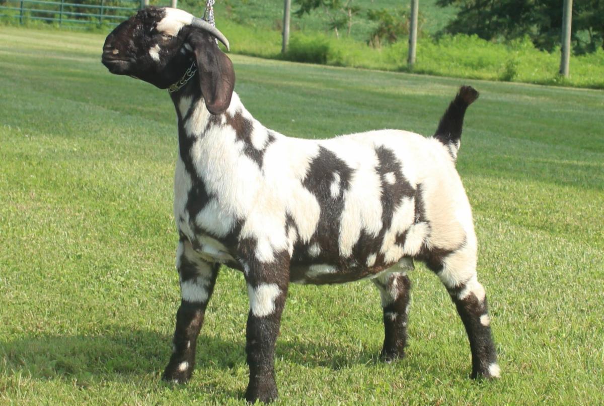 goat farm known worldwide for unique breed