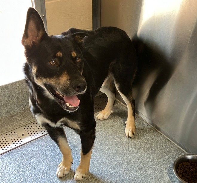 Urgent Partner Alert! 4 Behavior Dogs Need Rescue by 9/8/26! - Hope Paws Support Fund - 00e5c033 7899 4ad9 a8bf 7c15fe4ac90d