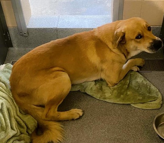 Urgent Partner Alert! 4 Behavior Dogs Need Rescue by 9/8/26! - Hope Paws Support Fund - 093c0870 af51 41d6 ad69 f3eaffd77e05