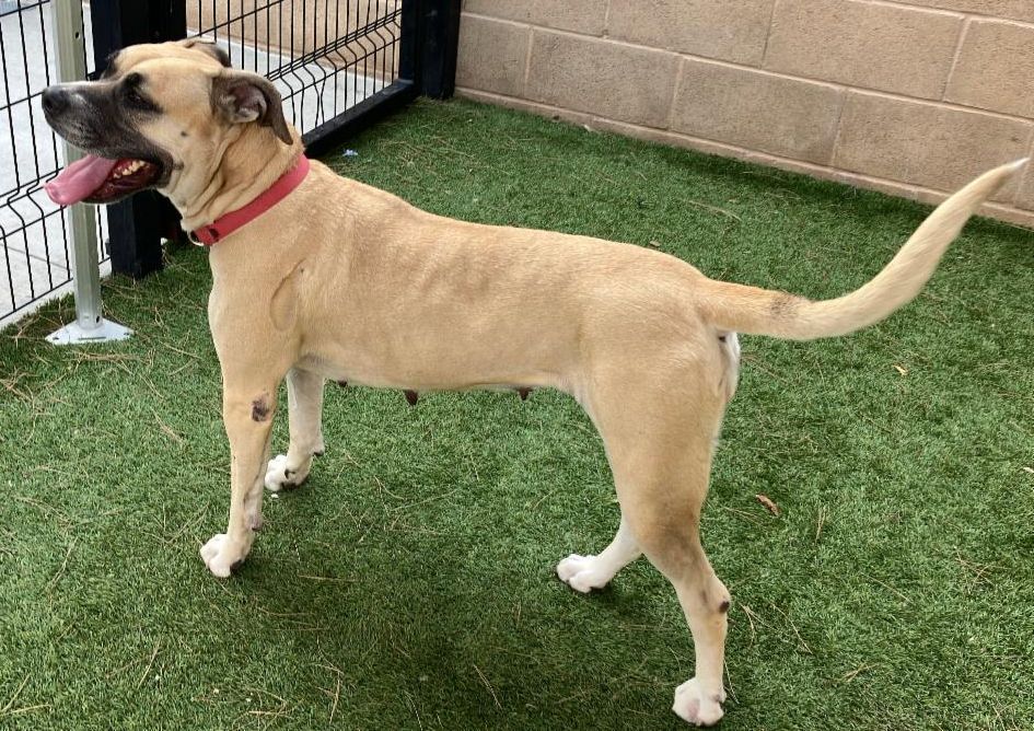 A1962360 - Urgent Partner Alert! Rhea- Boxer mix needs rescue by 10/24/26! - Hope Paws Support Fund - 0a45ecad 2638 4d4b aff7 97c0cd4eab29