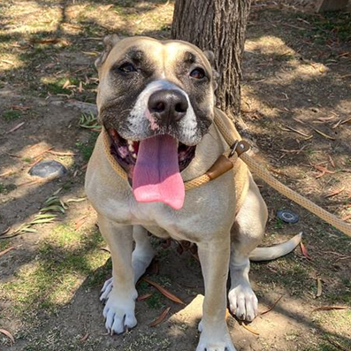 A1962360 - Urgent Partner Alert! Rhea- Boxer mix needs rescue by 10/24/26! - Hope Paws Support Fund - 101b7263 047b 4932 b0a6 8d0bf83f17a5