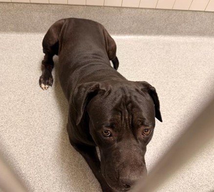 Urgent Partner Alert! Goofy - Rottweiler Mix Needs Rescue by 9/2/26! - Hope Paws Support Fund - 18cccd10 051d 4c90 a431 af469b206109