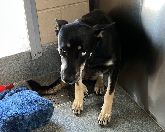 Urgent Partner Alert! 4 Behavior Dogs Need Rescue by 9/8/26! - Hope Paws Support Fund - 1c985e4d 5292 4c30 8f8e fe62f63fc0da