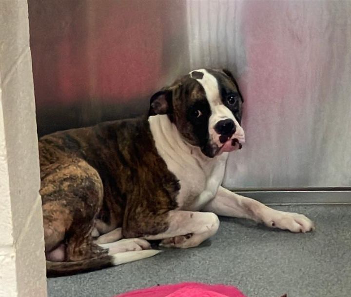 A1980527 - Urgent Partner Alert! Jake- Boxer/Pit Bull mix needs rescue by 10/22/26! - Hope Paws Support Fund - 1fd2519e 22c5 4ead b2c3 81d50587546d