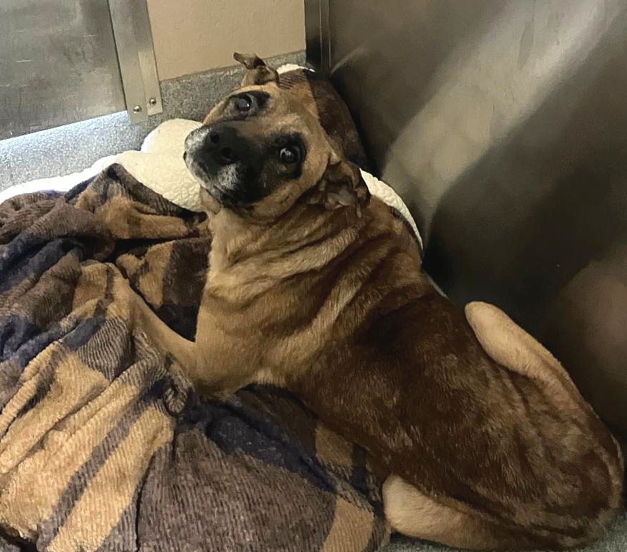 Urgent Partner Alert! Brisco - German Shepherd Mix Needs Rescue by 8/20/26! - Hope Paws Support Fund - 24f29e81 8a2a 475b 9561 36e50d7e4da8