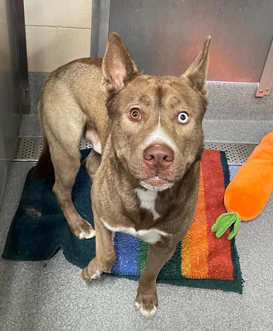 Urgent Partner Alert! Argus - Pit Bull Mix Needs Rescue by 10/11/26! - Hope Paws Support Fund - 25da5f8a c264 4f75 a0dd 225ab0d3a741