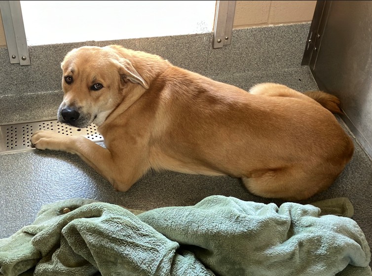 Urgent Partner Alert! 4 Behavior Dogs Need Rescue by 9/8/26! - Hope Paws Support Fund - 26527e95 5bec 4152 b2e6 af5cf9ab9673