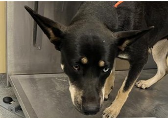 Urgent Partner Alert! 4 Behavior Dogs Need Rescue by 9/8/26! - Hope Paws Support Fund - 27c967f9 ffa1 4b98 9f84 978f0ee2dd3d