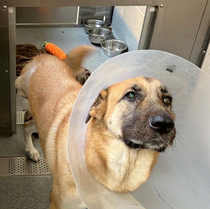 Urgent Partner Alert! Nola - German Shepherd Needs Rescue by 9/24/26! - Hope Paws Support Fund - 323a43cb edb1 408e a4d9 31b1052ee39e