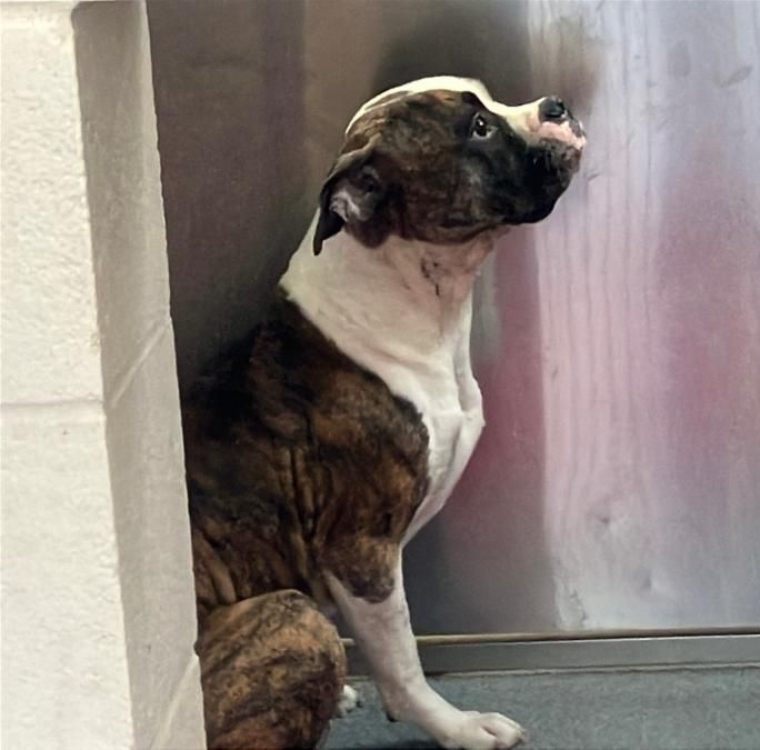 A1980527 - Urgent Partner Alert! Jake- Boxer/Pit Bull mix needs rescue by 10/22/26! - Hope Paws Support Fund - 3e5a687a 988f 4718 b9d5 a690d949e4ca