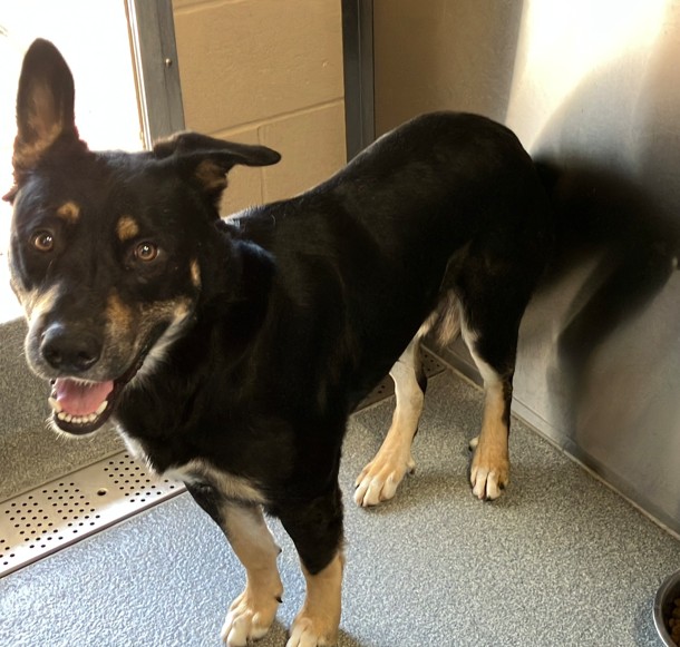 Urgent Partner Alert! 4 Behavior Dogs Need Rescue by 9/8/26! - Hope Paws Support Fund - 44d9acc6 616a 4d48 8b7f 50feb3a294bc
